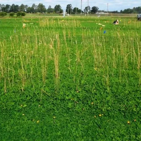 thumbnail for publication: Overseeding Rhizoma Perennial Peanut Pasture and Hay Fields during the Cool Season